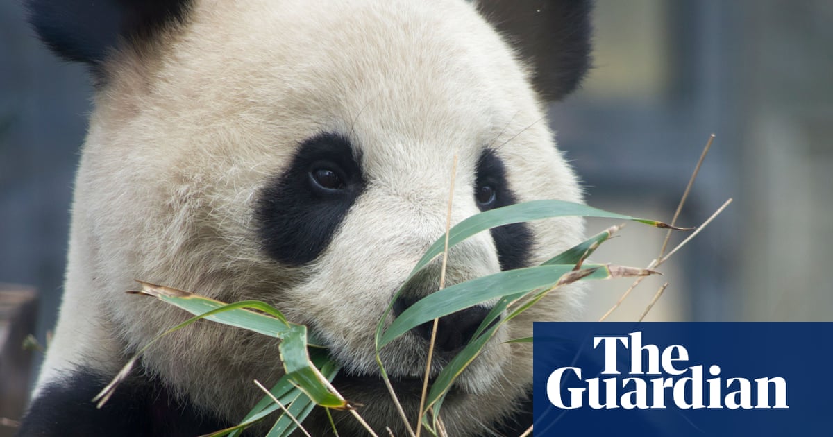 Black and white and sent back over: end of panda diplomacy as Japan returns bears to China | Japan