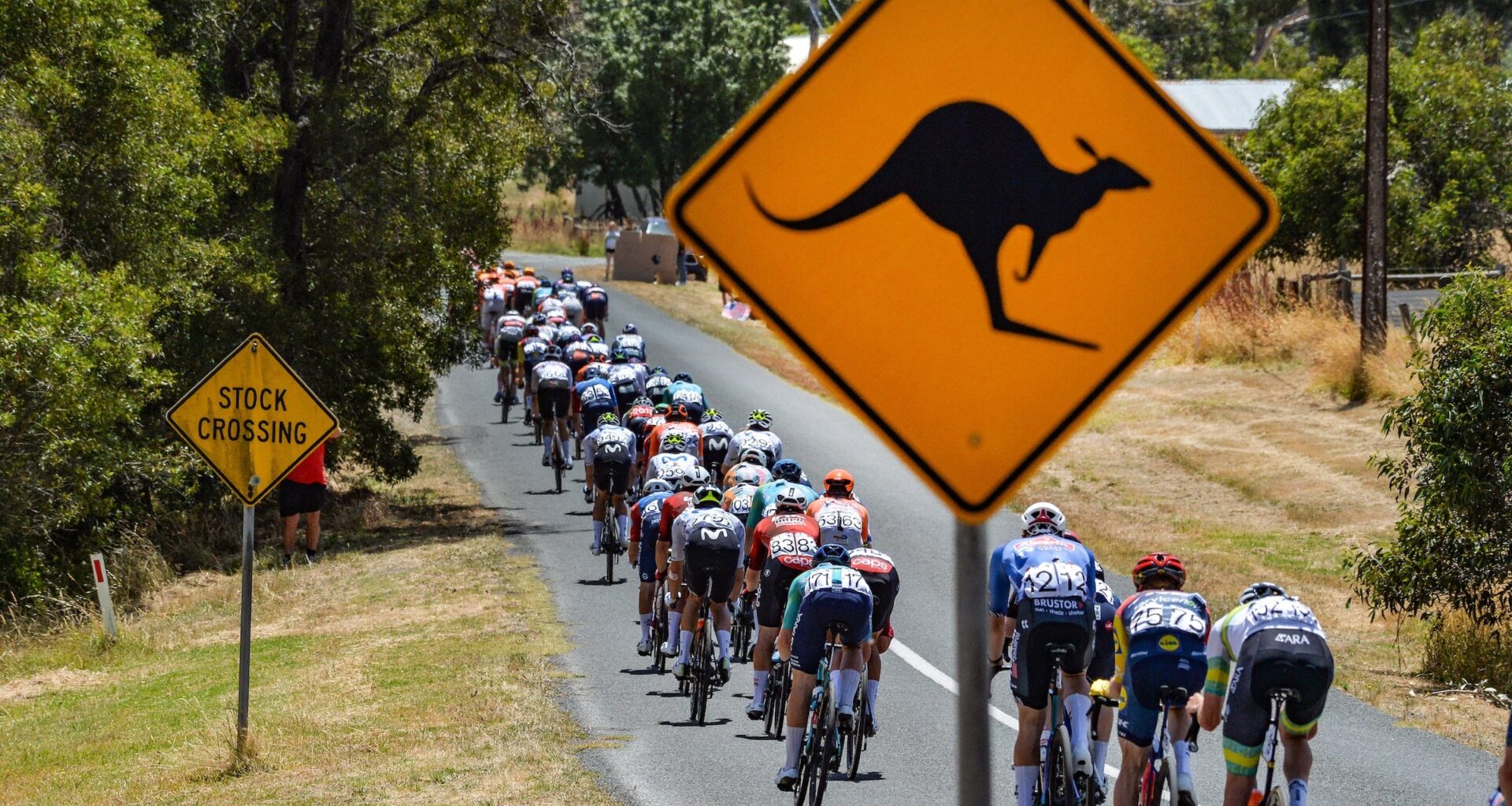 The peloton rides past a kangaroo road sign during the Tour Down Under on January 25, 2026. (Photo: Brenton Edwards / AFP via Getty Images)
