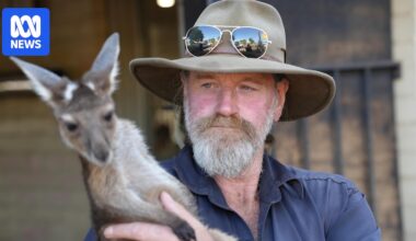 Anthony is Boddington's 'underground' carer for orphaned joeys despite the licensing hurdles