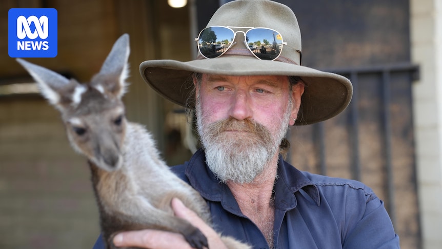 Anthony is Boddington's 'underground' carer for orphaned joeys despite the licensing hurdles