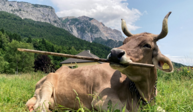 Veronika, the clever cow with an itch to scratch