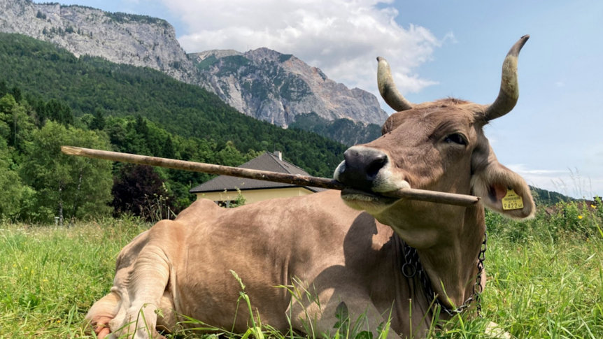 Veronika, the clever cow with an itch to scratch