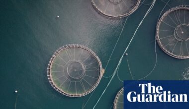 Four million salmon died prematurely at Tasmanian fish farms in 2025, government data reveals | Tasmania