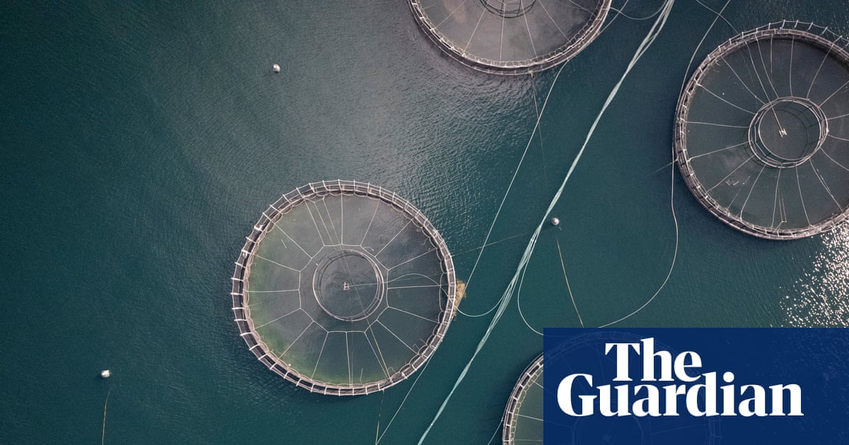 Four million salmon died prematurely at Tasmanian fish farms in 2025, government data reveals | Tasmania