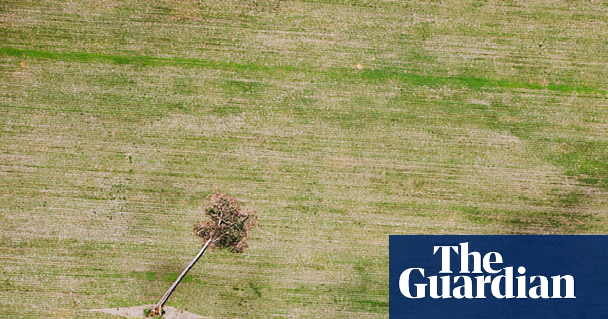 UK supermarkets push for Amazon soy safeguards after traders abandon ban | Amazon rainforest