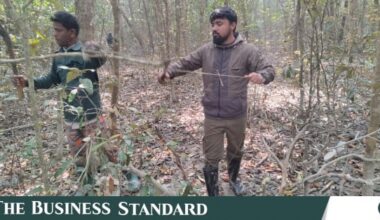 Deer traps in the Sundarbans turn into a shared hazard for tigers