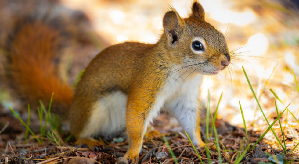 squirrel, rodents, busy tails, alert squirrel, squirrel in the forest.