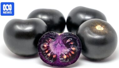 Genetically modified purple tomatoes bound for fruit shops after regulator approval