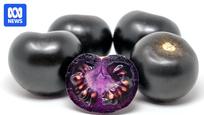 Genetically modified purple tomatoes bound for fruit shops after regulator approval