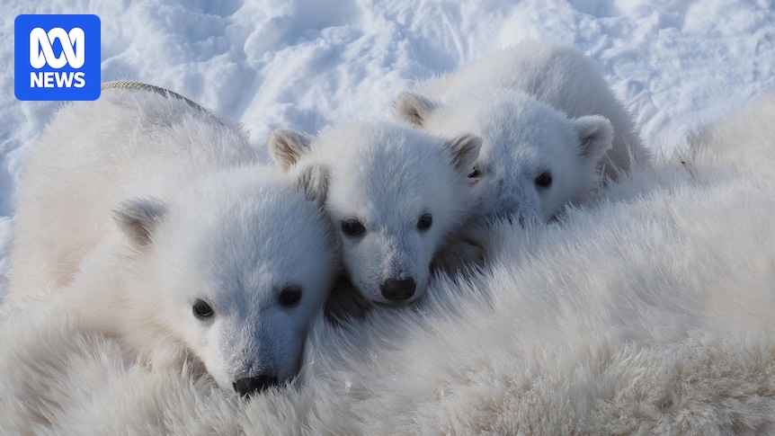 'Good news' for polar bears in Norway, which are growing fatter despite loss of sea ice