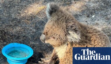 ‘We shouldn’t be surprised’: bushfires in Victoria push threatened species to the brink | Endangered species