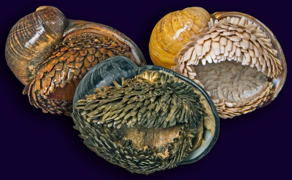 Three_populations_of_Chrysomallon_squamiferum