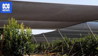Fruit tree netting installations to increase over next decade as heatwaves persist