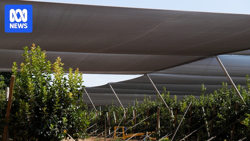 Fruit tree netting installations to increase over next decade as heatwaves persist