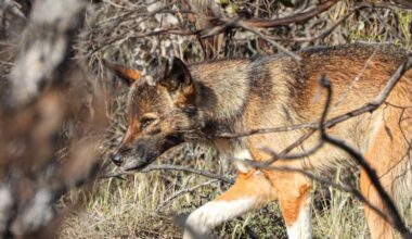 Drinks delivered for dingoes in bushfire-ravaged Wyperfeld National Park