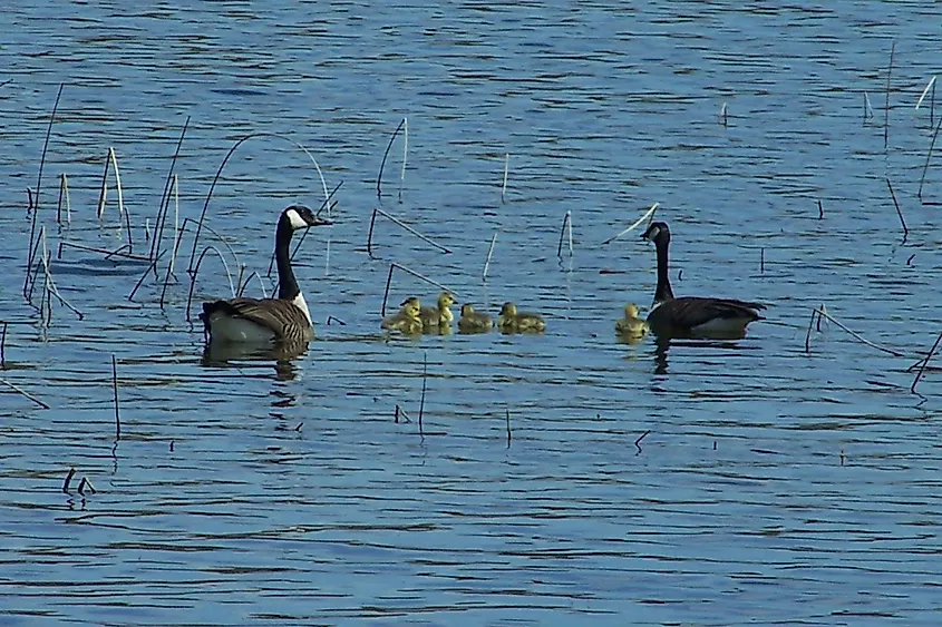 Geese at Lake Metigoshe State Park, North Dakota. Image credit: ND Parks and Recreation Department via Flickr.com.