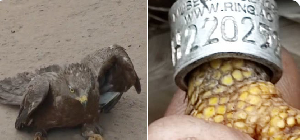 A black-winged kite from Brussels has been rescued by farmer at Assin Breku