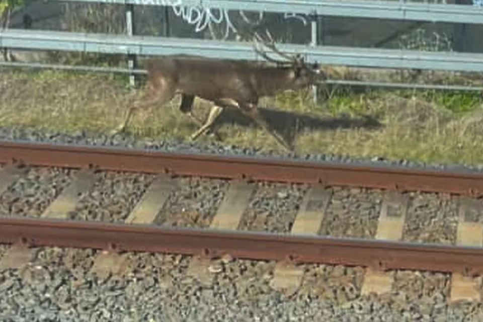 A deer on train tracks in Sydney. 