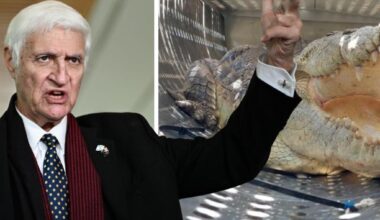 Man taken to hospital after crocodile attack - Townsville Bulletin