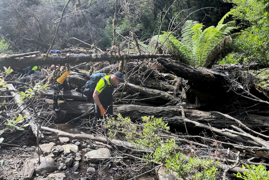Police officers in dense bush and river.