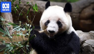 Japan says goodbye to its last pandas as relations with Beijing deteriorate