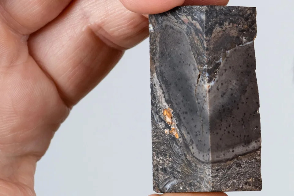 The prototaxites fossil was found in Aberdeenshire (Neil Hanna/PA)