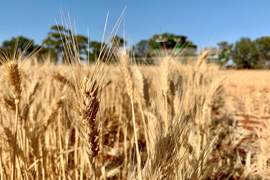 a generic photo of a wheat crop