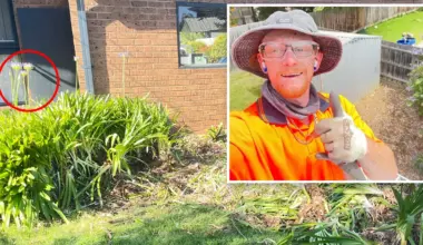 Tradie's 72-hour nightmare exposes brutal backyard pest plaguing Aussie homeowners