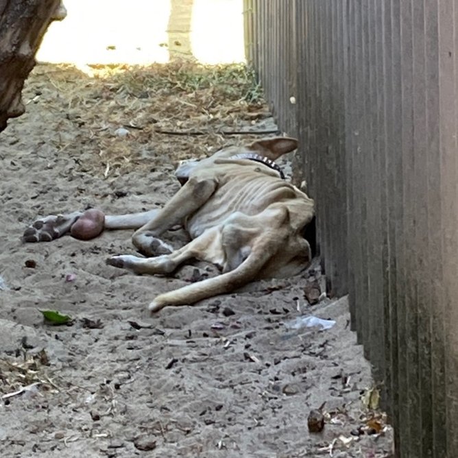 Mia at the Falcon property.