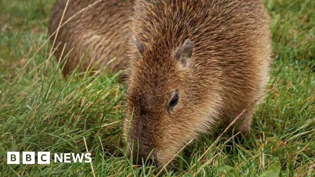 Capybaras 'stolen' from farm in Forres