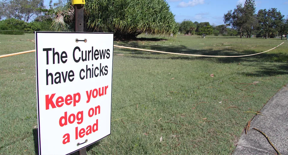 A sign in front of a roped off area of park where bush stone curlews are nesting. 