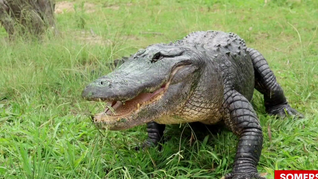Ivan is Australia’s largest alligator.