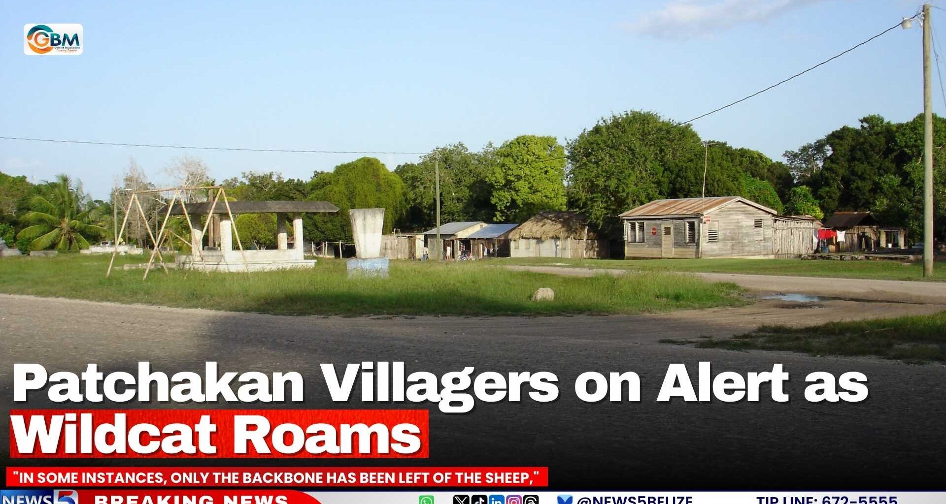 Patchakan Villagers on Alert as Wildcat Roams