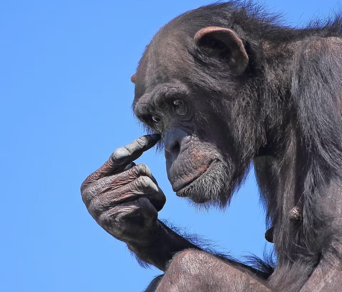 2-chimpanzee-dreamer