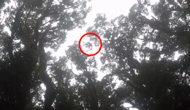 $10,000 reward offered to prove 'extinct' creature with haunting cry still lives