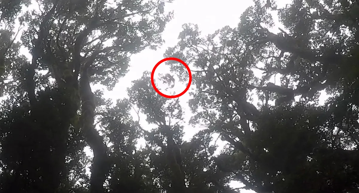 $10,000 reward offered to prove 'extinct' creature with haunting cry still lives