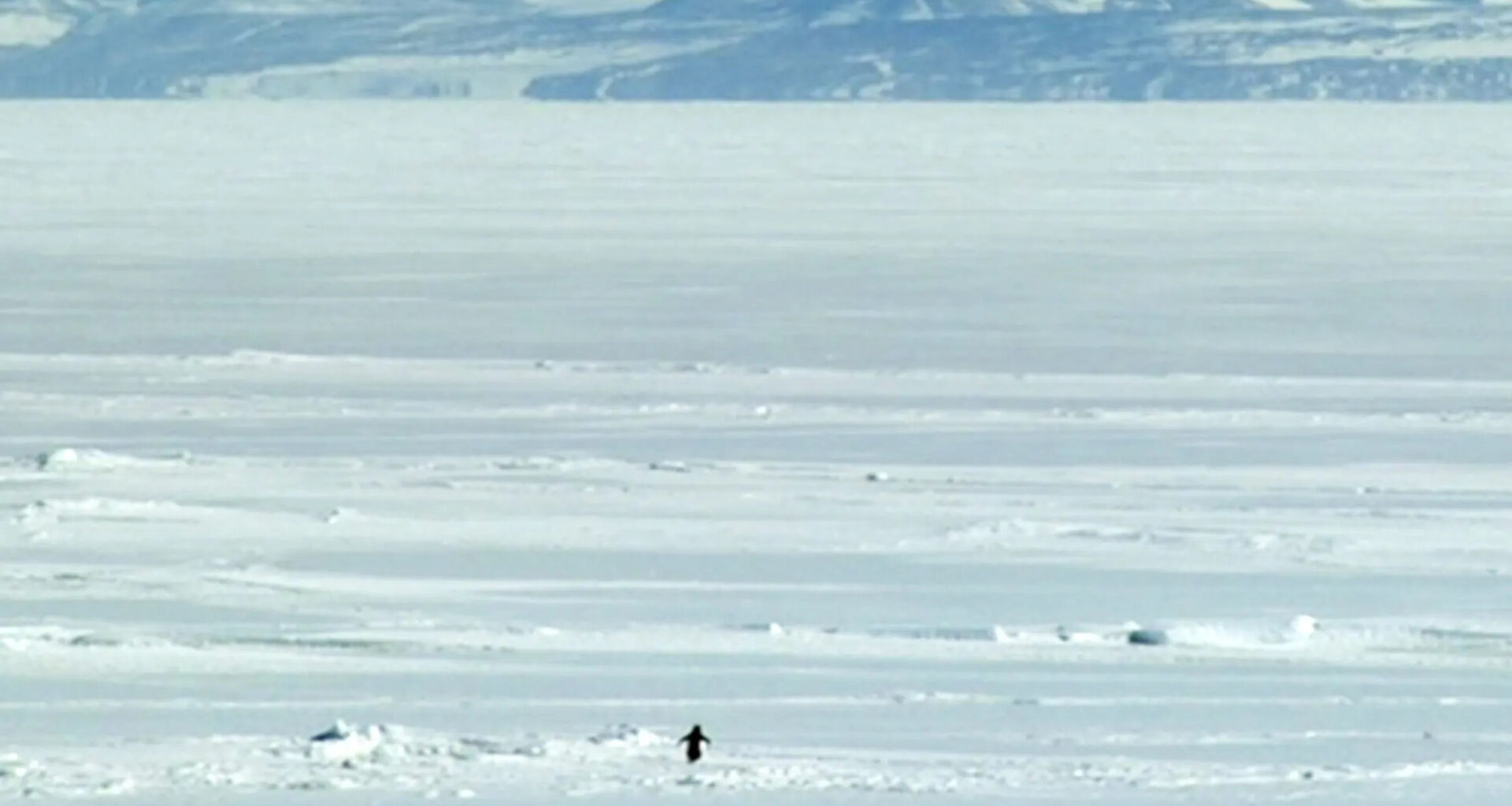Some penguins commit suicide, walking away from the sea, alone, towards their demise