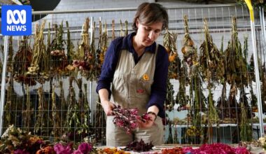 Floral tributes from Bondi Beach attack to be permanently memorialised by Sydney Jewish Museum