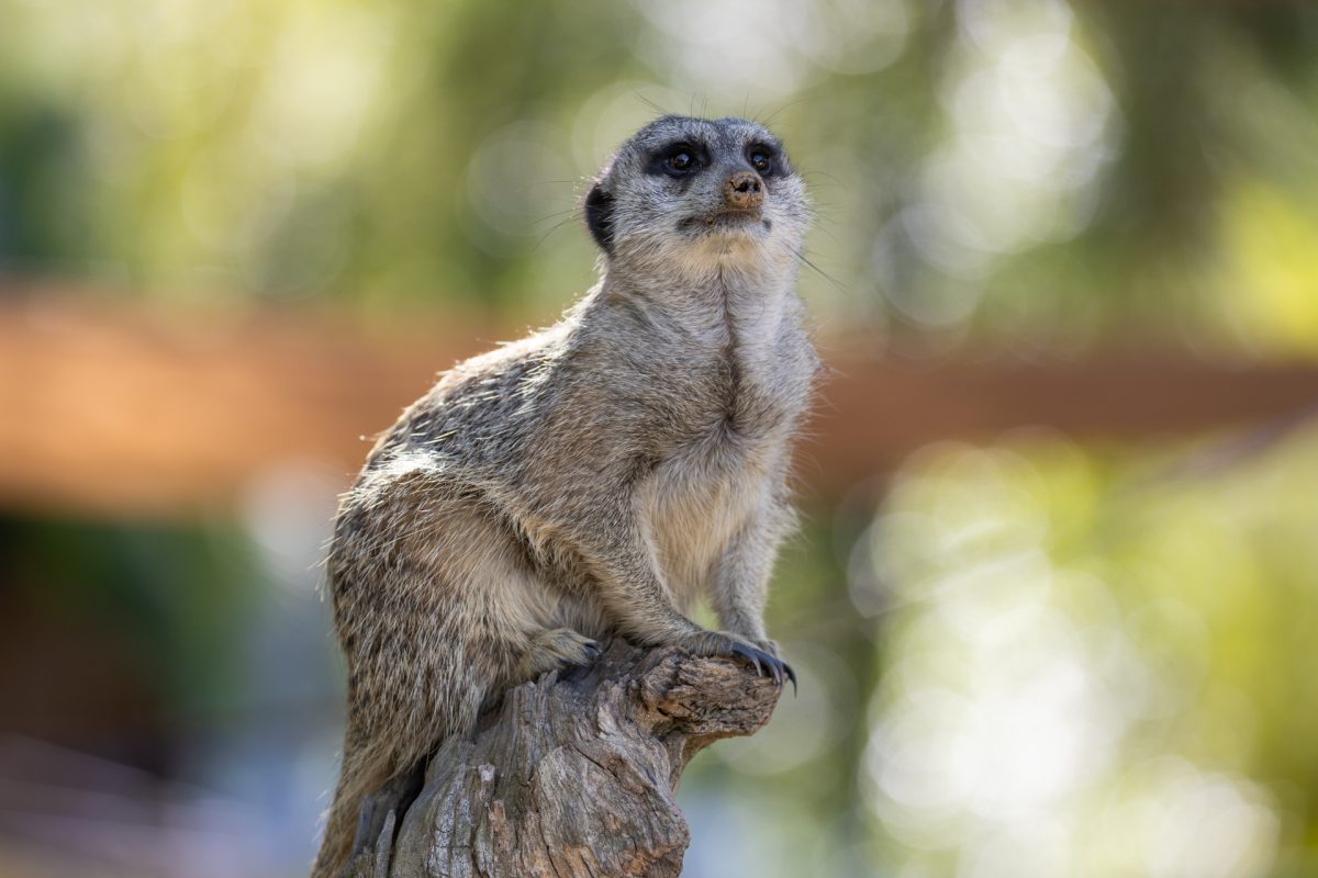 Meerkat