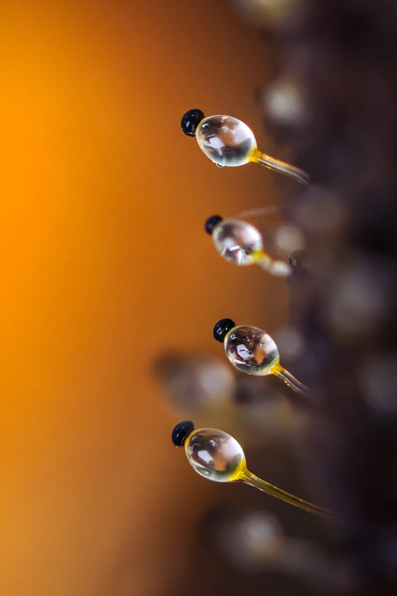 small glass-like drops on stems.