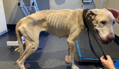 Timothy Jason Lee: Dawesville man fined $5000 and banned from owning animals for five years after dog neglect