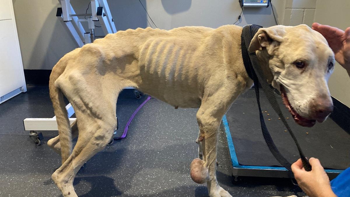 Timothy Jason Lee: Dawesville man fined $5000 and banned from owning animals for five years after dog neglect