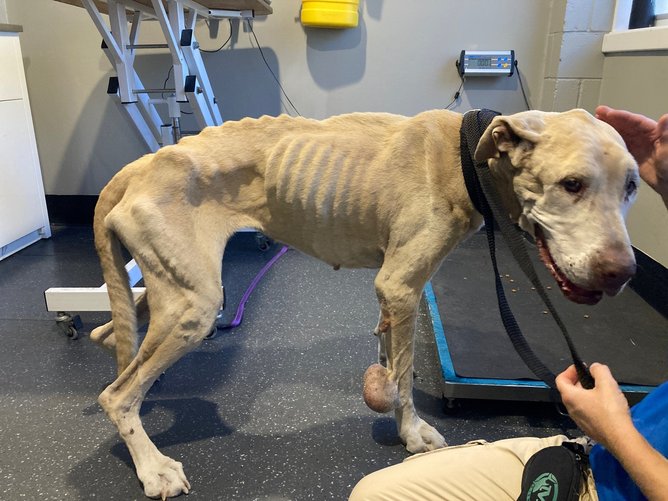 Mia was in the worst condition RSPCA WA inspectors had seen. 