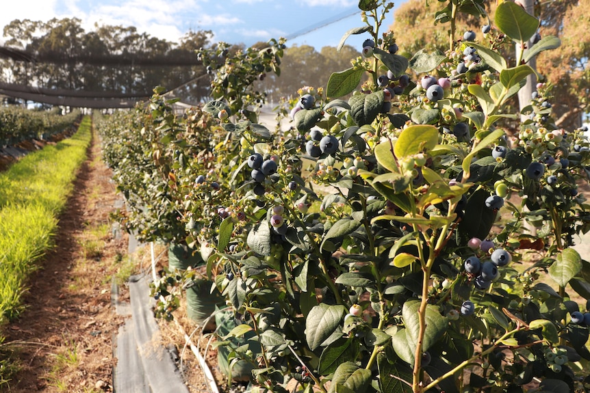 Blueberry crops on a farm, blue sky in the background.