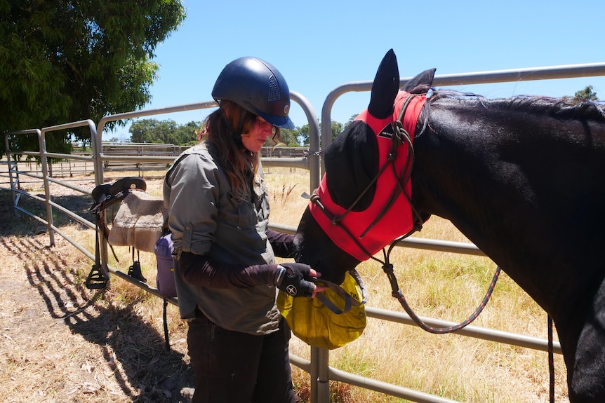 Horse eating out of yellow pouch held by woman 