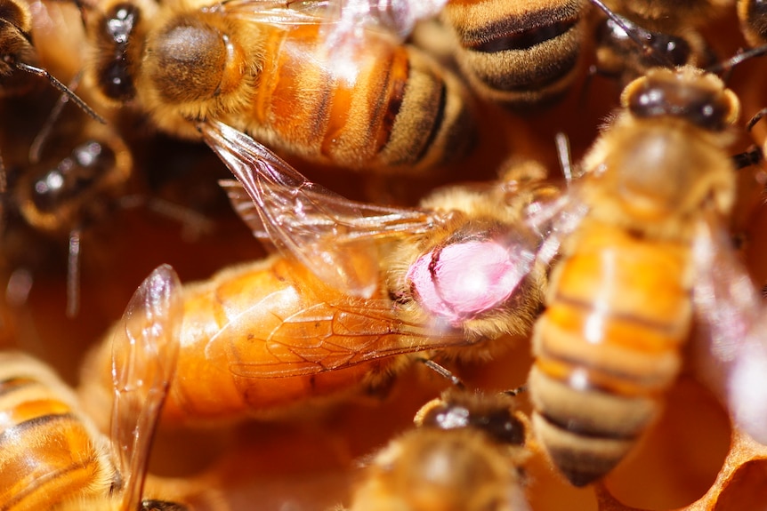 Bees inside a hive.