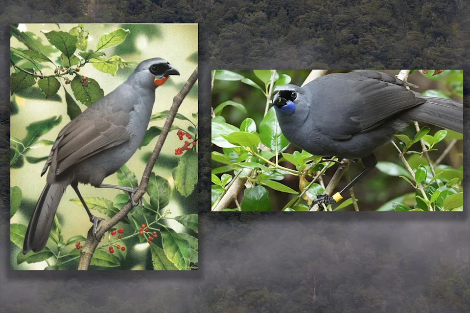 Left: A painting of a South Island kōkako. Right: A photo of a North Island kōkako.