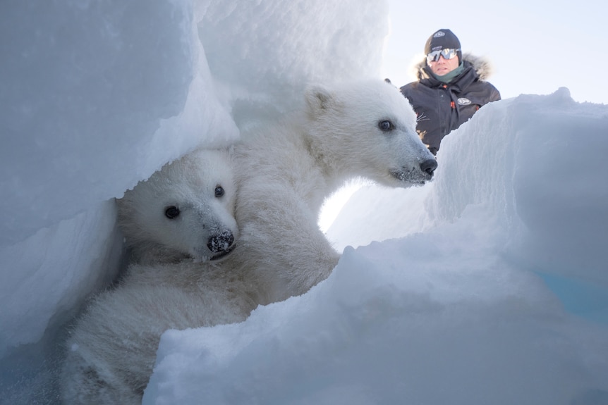 Researcher Magnus Andersen looks over two polar bear cubs hiding in a snowy crevice.