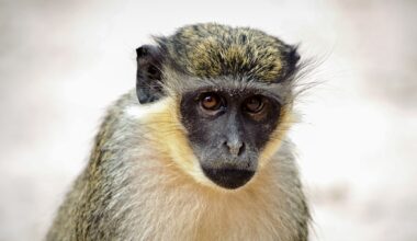 Multiple primates on the loose in St. Louis park