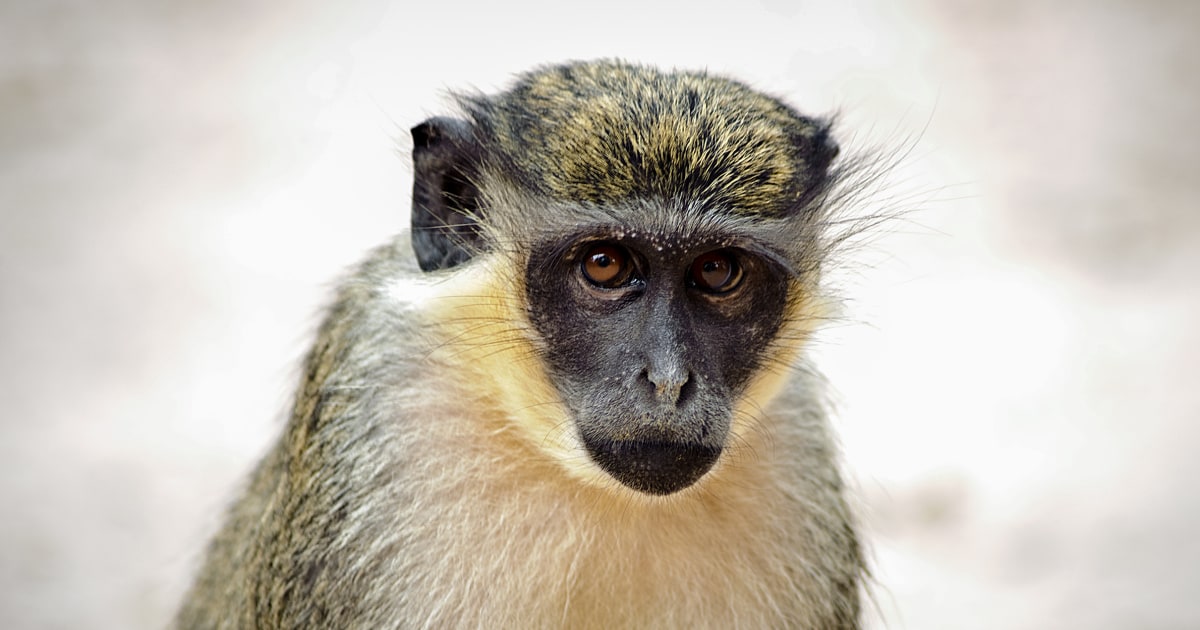 Multiple primates on the loose in St. Louis park